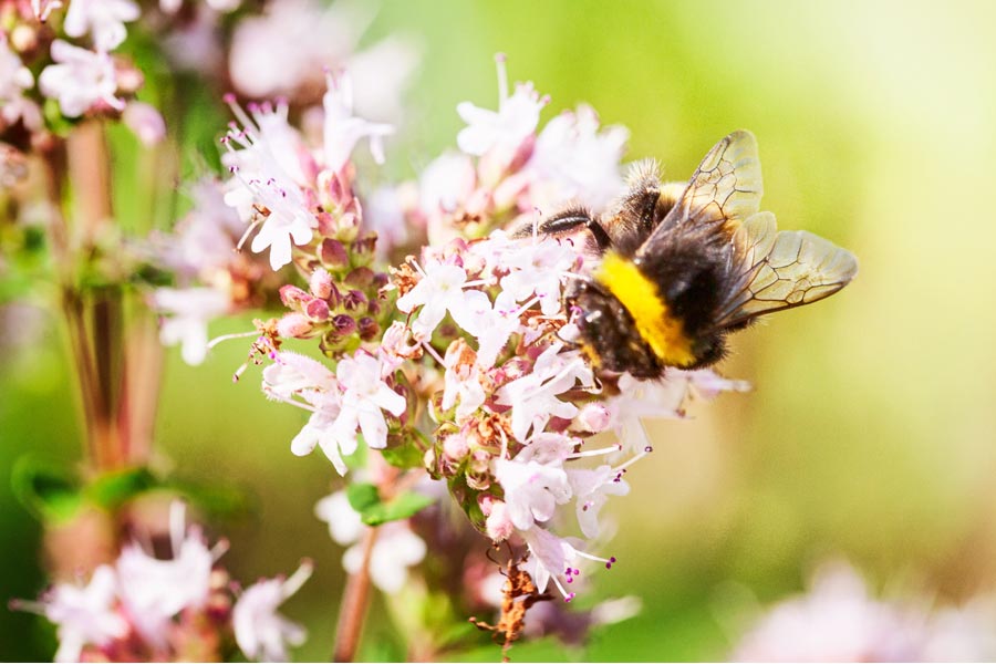 Świętujemy Światowy Dzień Pszczoły